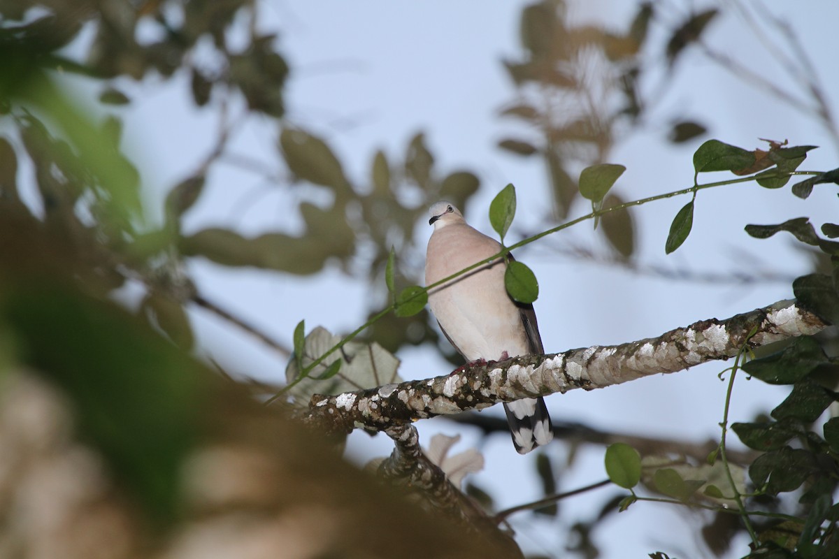 Gray-headed Dove - ML609100494