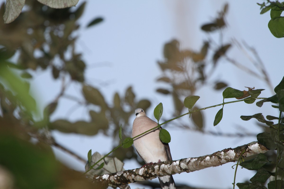 Сероголовая голубка - ML609100495