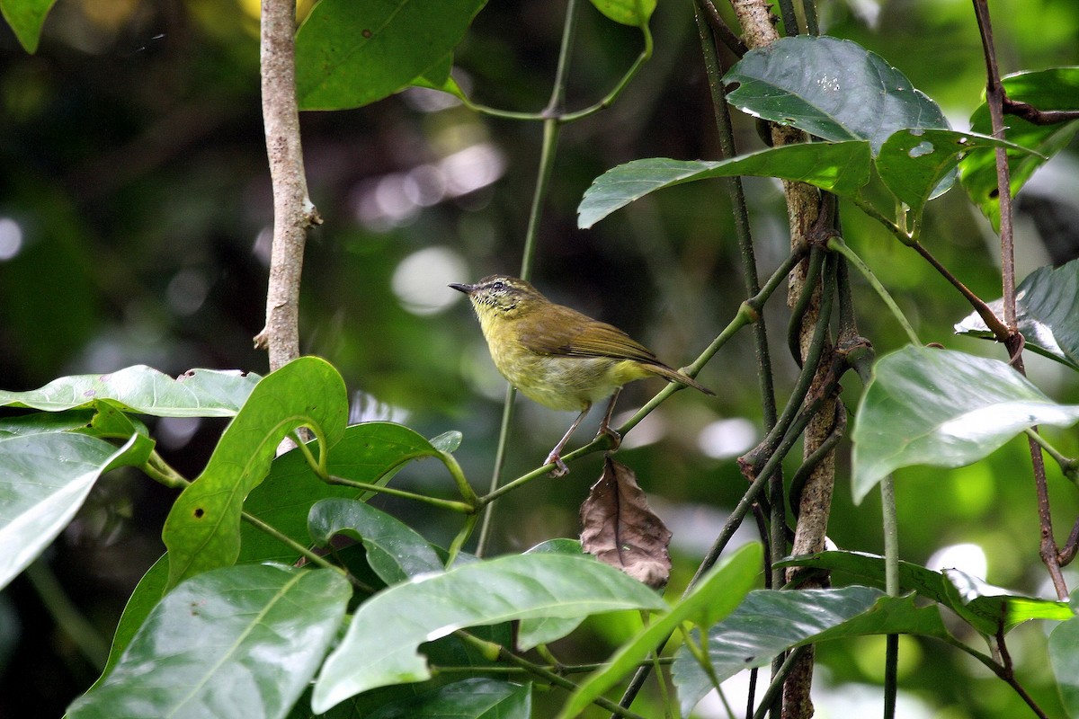 Sulawesi Leaf Warbler - ML609100498