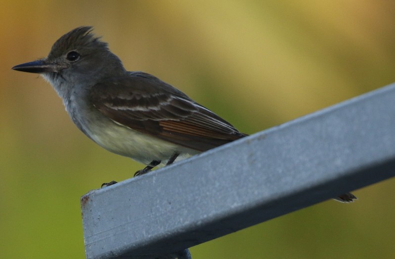 Great Crested Flycatcher - ML60910061