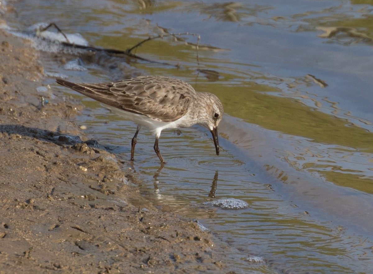 White-rumped Sandpiper - ML609100644
