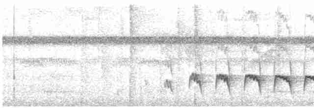 Weißflanken-Ameisenschlüpfer (luctuosa) - ML609100722