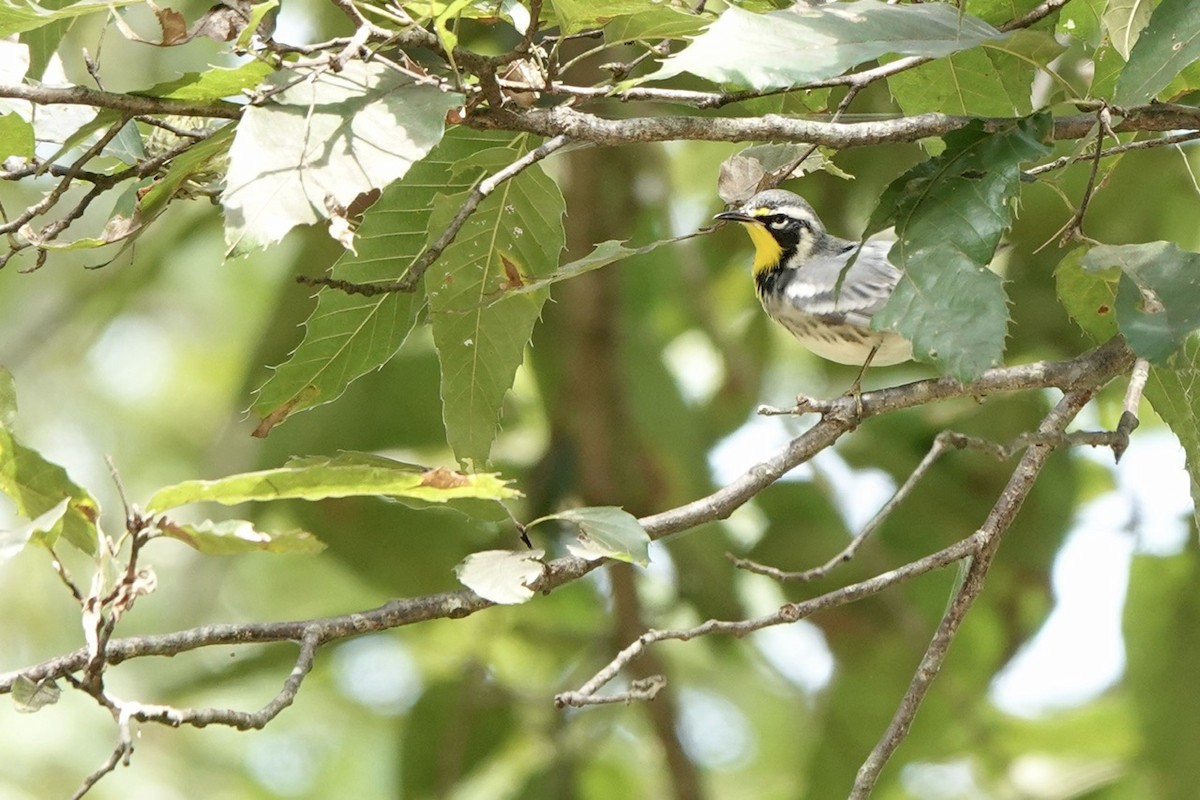 Yellow-throated Warbler - ML609100910
