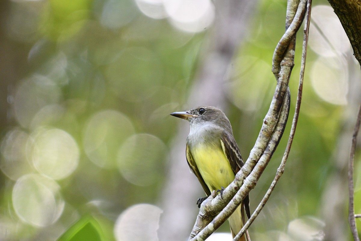 Great Crested Flycatcher - ML609101427