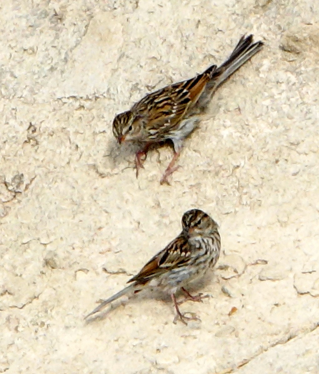 Chingolo (Spizella) sp. - ML609101455