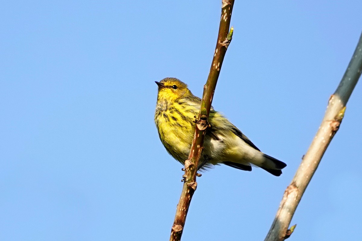 Cape May Warbler - ML609101516