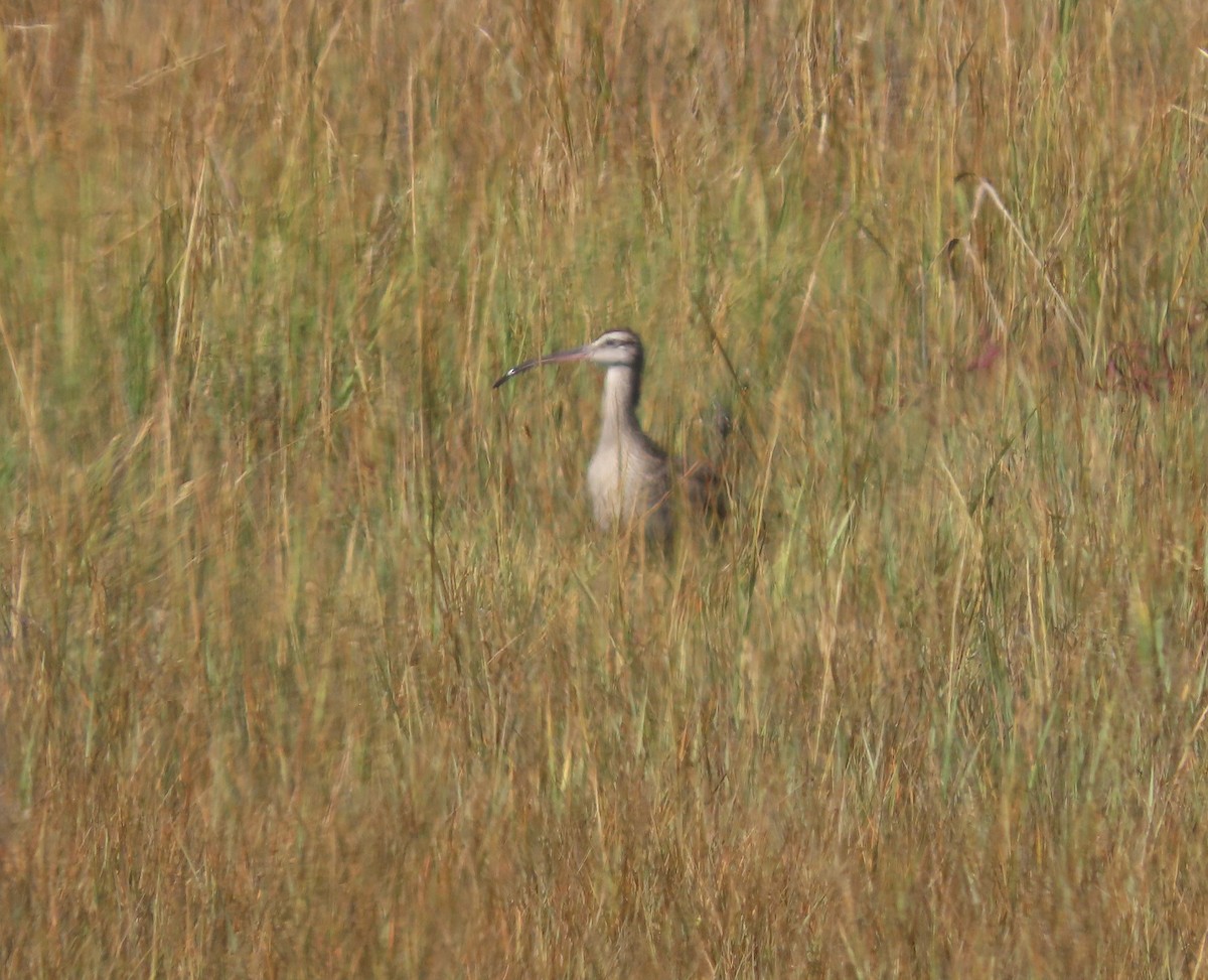 Ebird Checklist Sep Hammonasset Beach Sp Moraine Trail