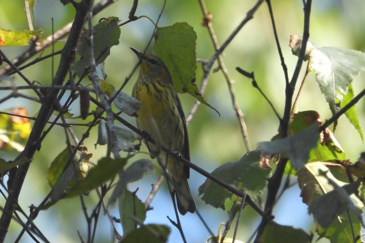 Cape May Warbler - ML609101989