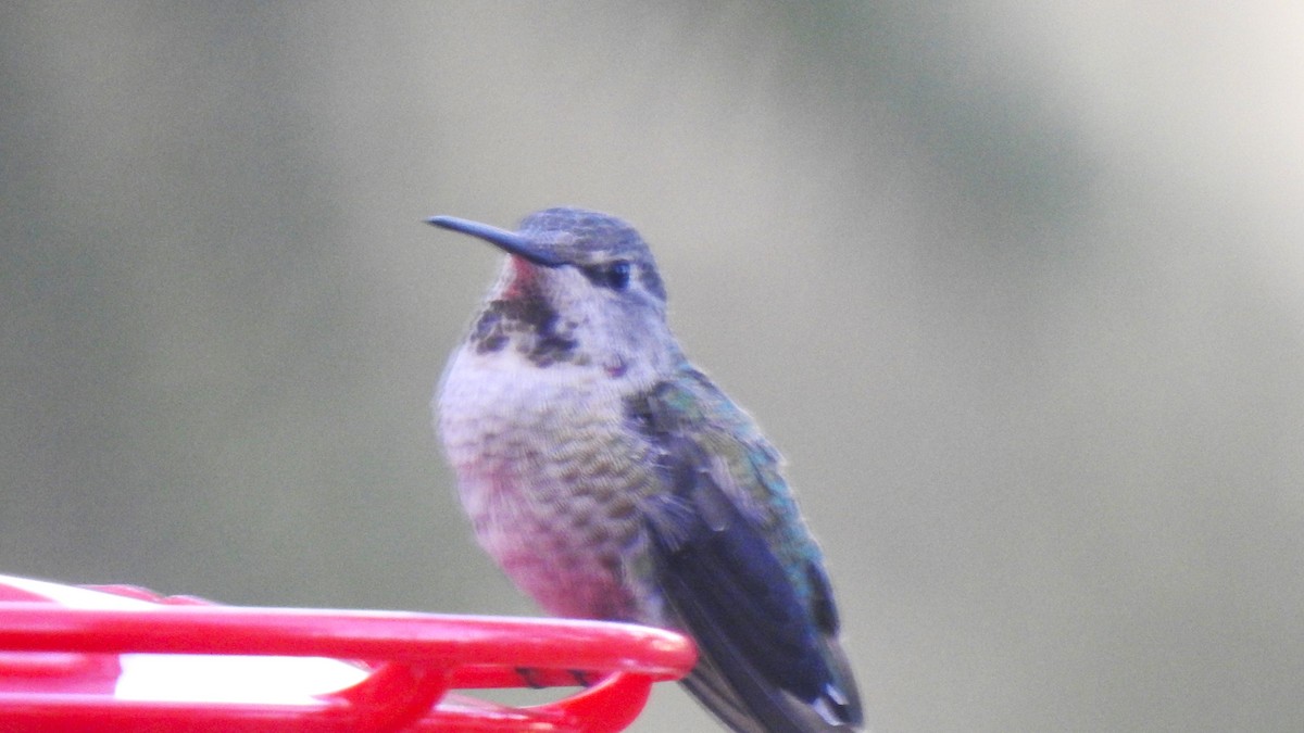 Anna's Hummingbird - ML609102105