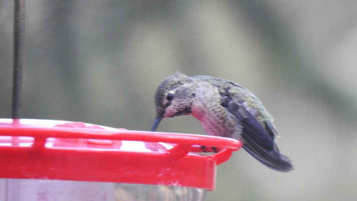 Anna's Hummingbird - ML609102106