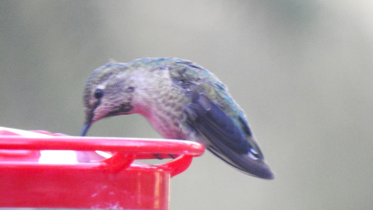 Anna's Hummingbird - ML609102107