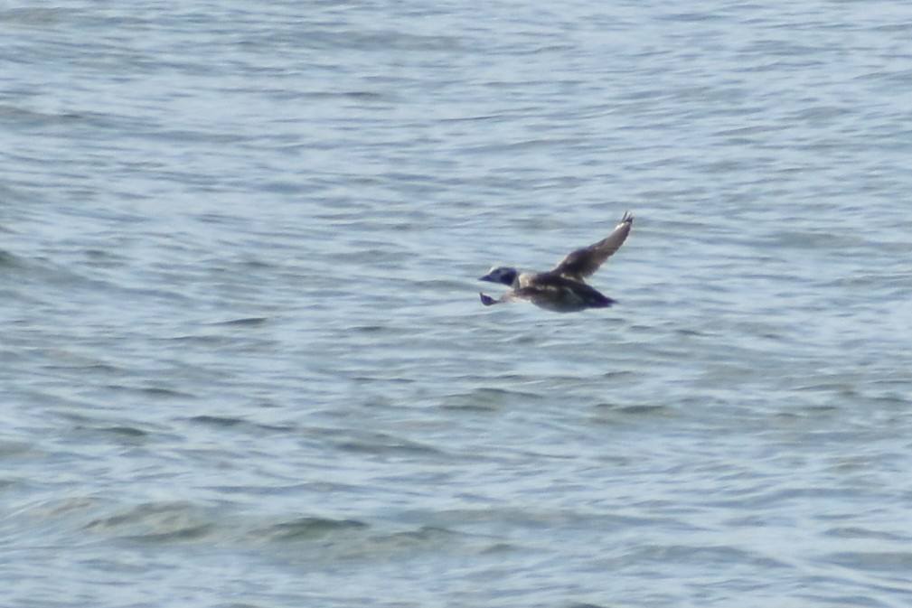 Long-tailed Duck - ML609102349