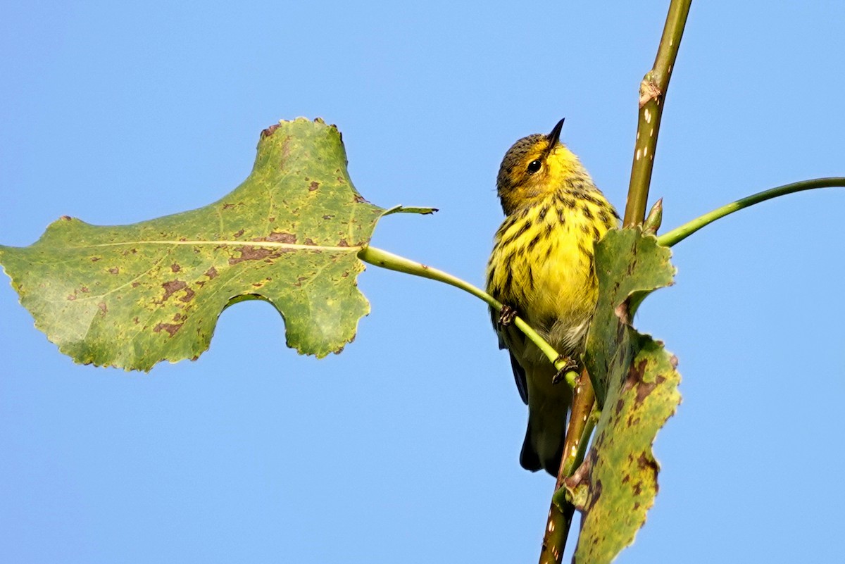 Cape May Warbler - ML609102367