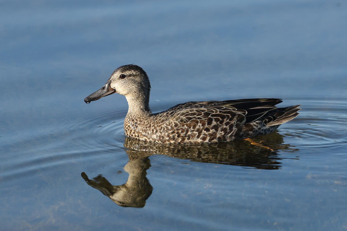 Blue-winged Teal - ML609102613