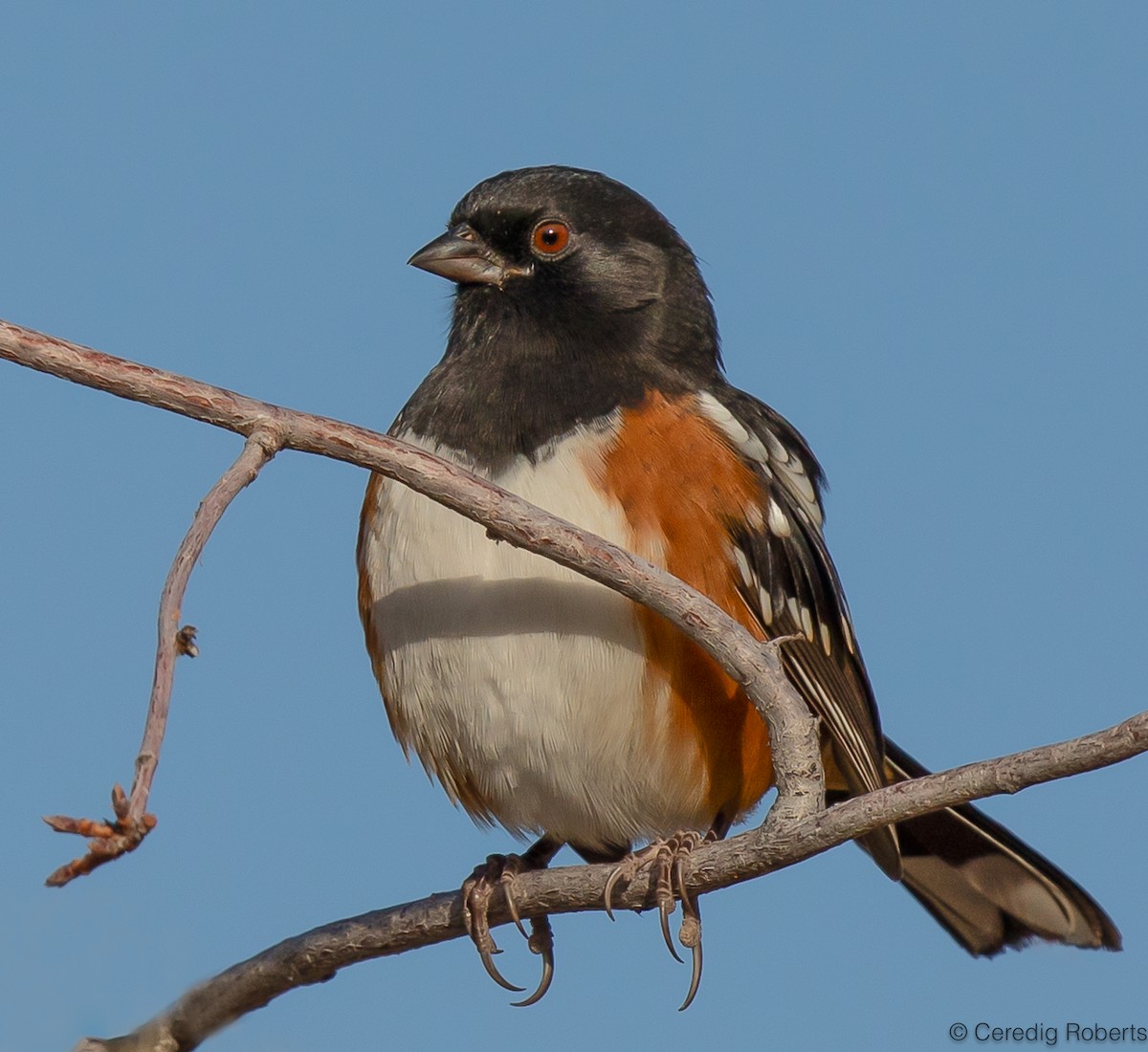 Spotted Towhee - ML609102800