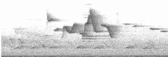 Вівчарик білогорлий (підвид floresianus) - ML609103413