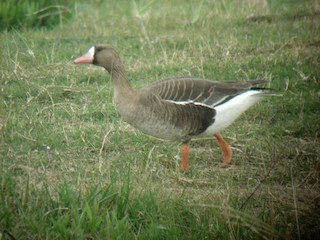 Greater White-fronted Goose, ML609103607