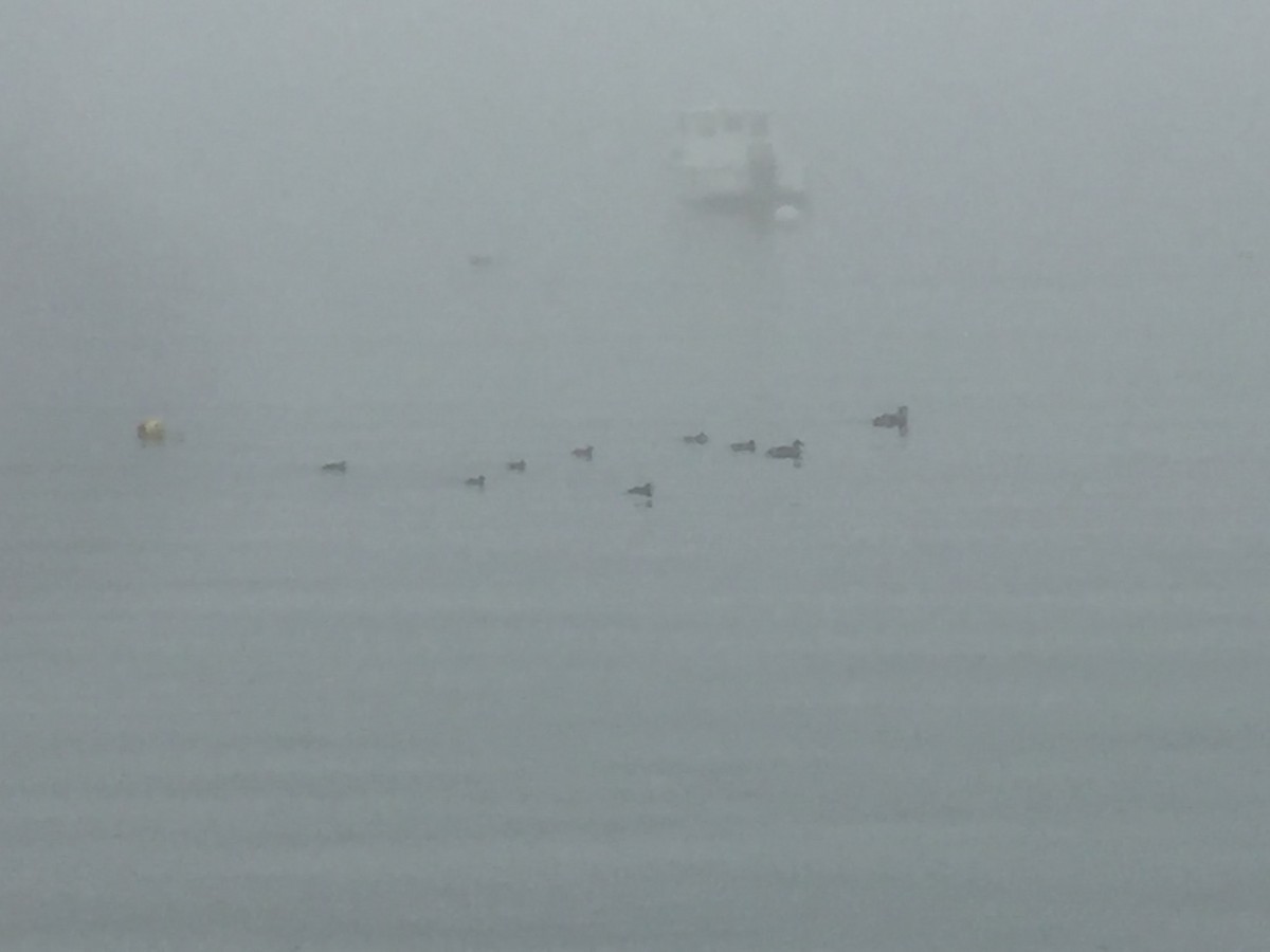 Common Eider - ML609104078