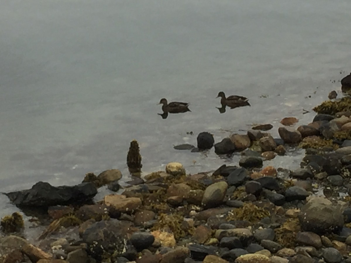 Common Eider - ML609104080