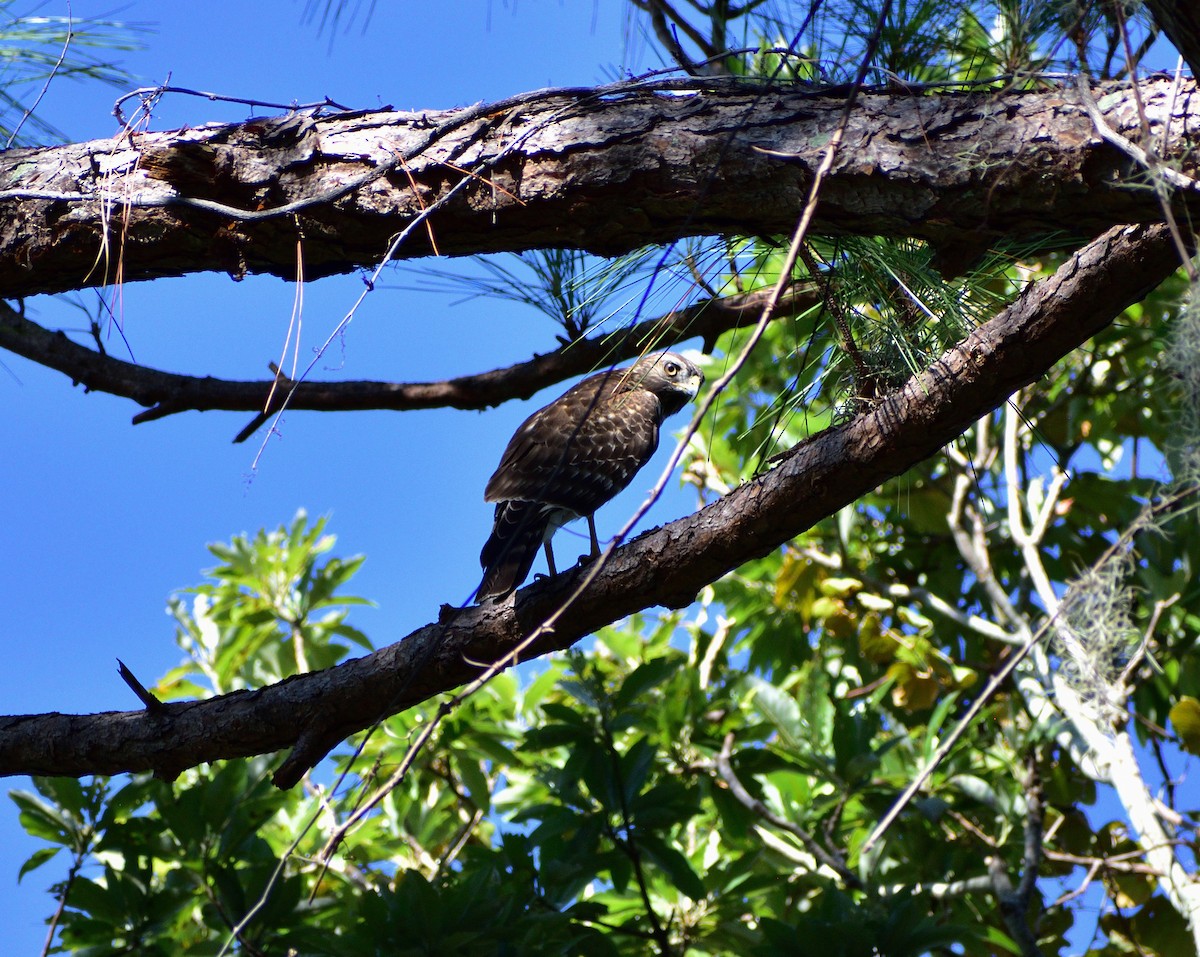eBird Checklist 21 Sep 2023 Double Hammock Creek 23 species