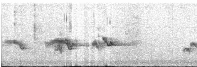 Куцокрил яванський (підвид montis) - ML609104252