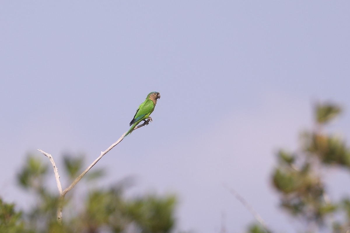Brown-throated Parakeet - ML609104285
