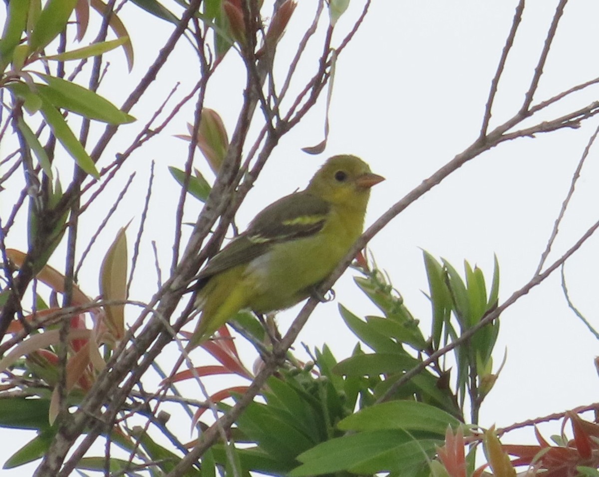 Western Tanager - The Spotting Twohees