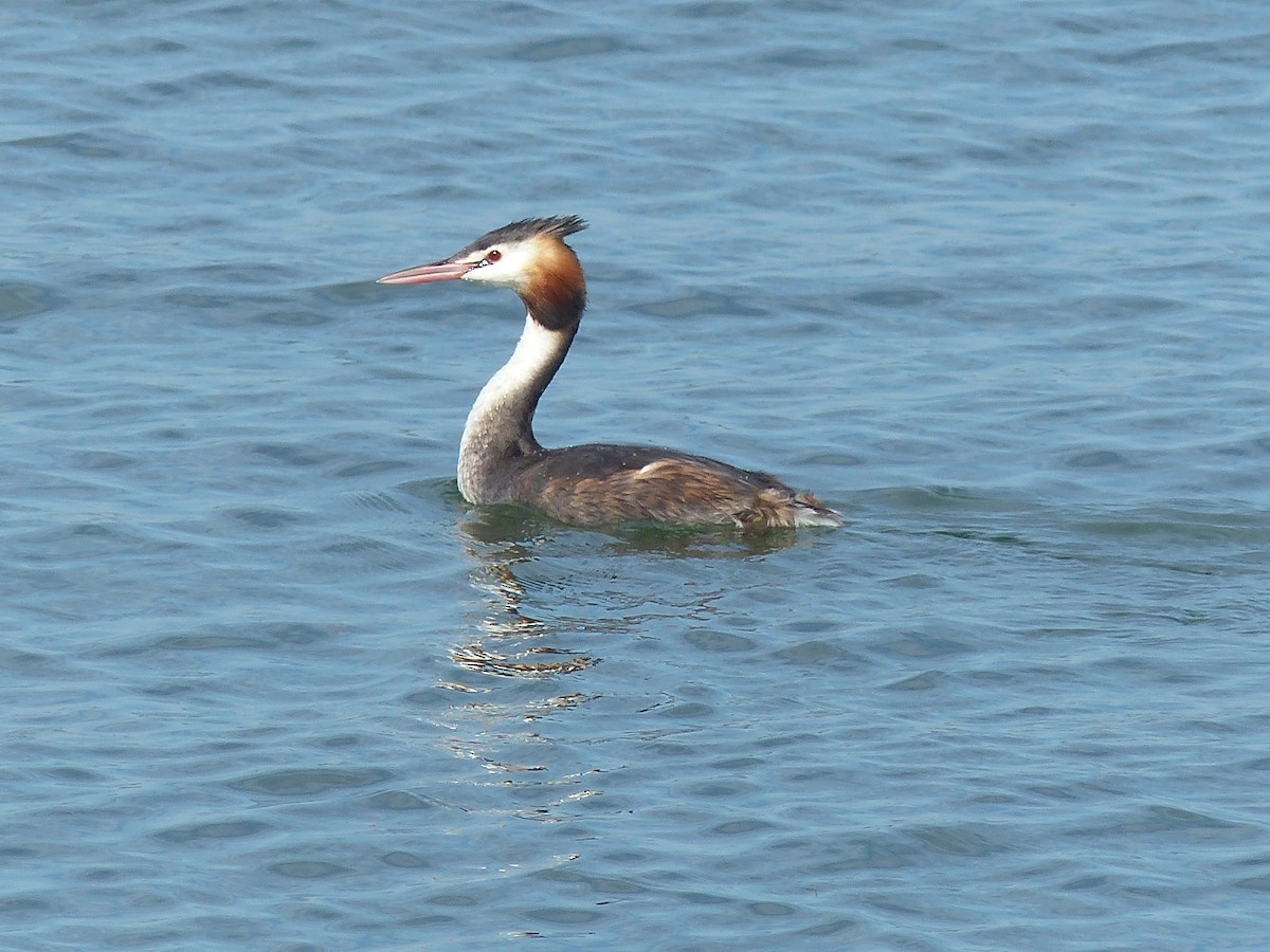 Great Crested Grebe - ML609104417