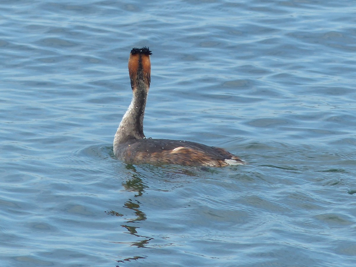 Great Crested Grebe - ML609104421