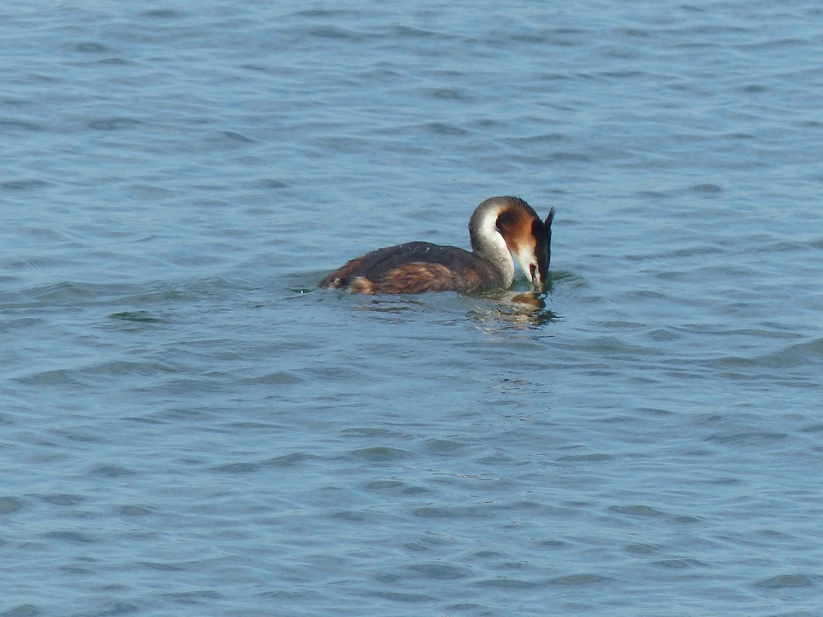 Great Crested Grebe - ML609104423