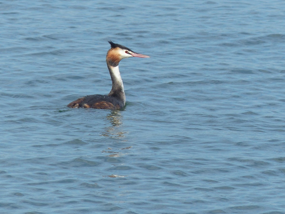 Great Crested Grebe - ML609104424