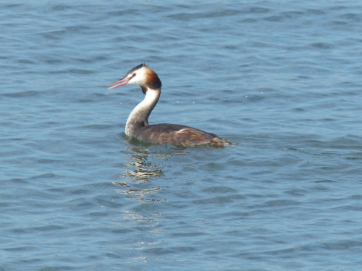 Great Crested Grebe - ML609104426