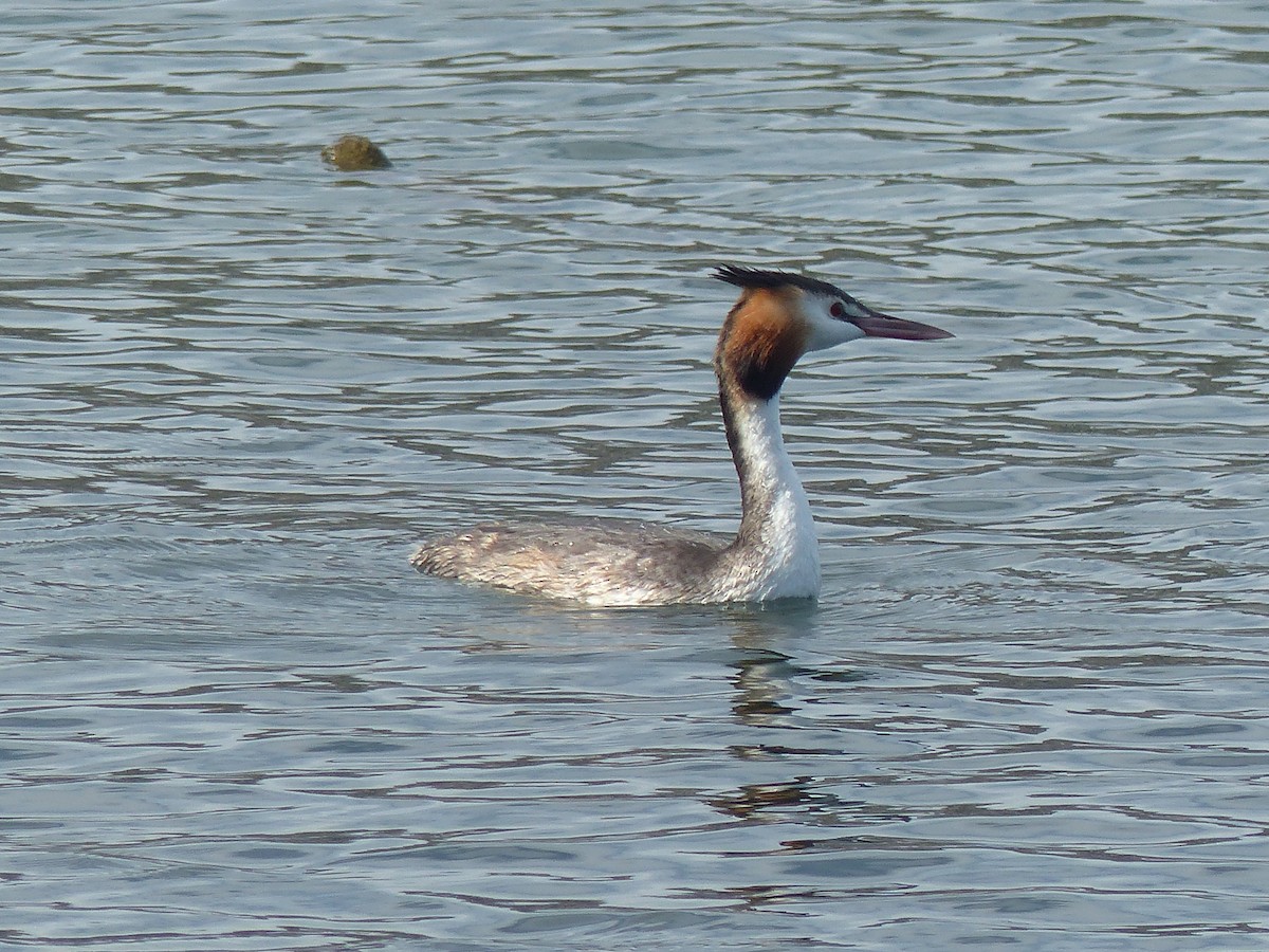 Great Crested Grebe - ML609104427