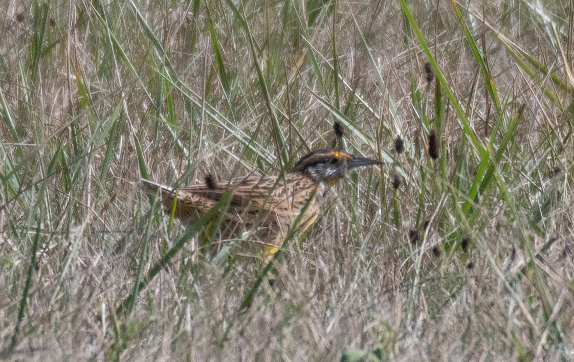 Eastern Meadowlark - ML609104486