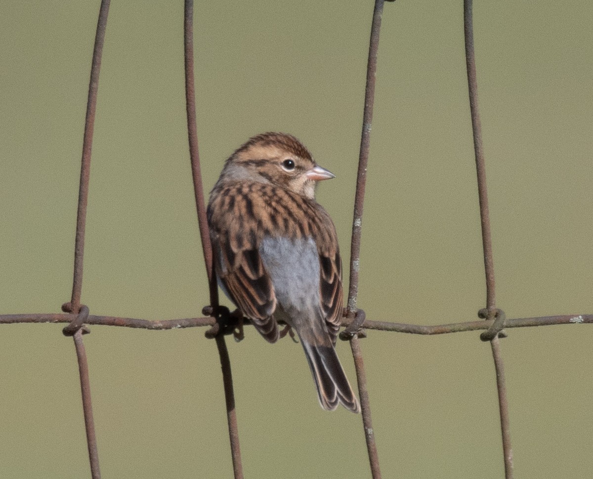 Chipping Sparrow - ML609104495