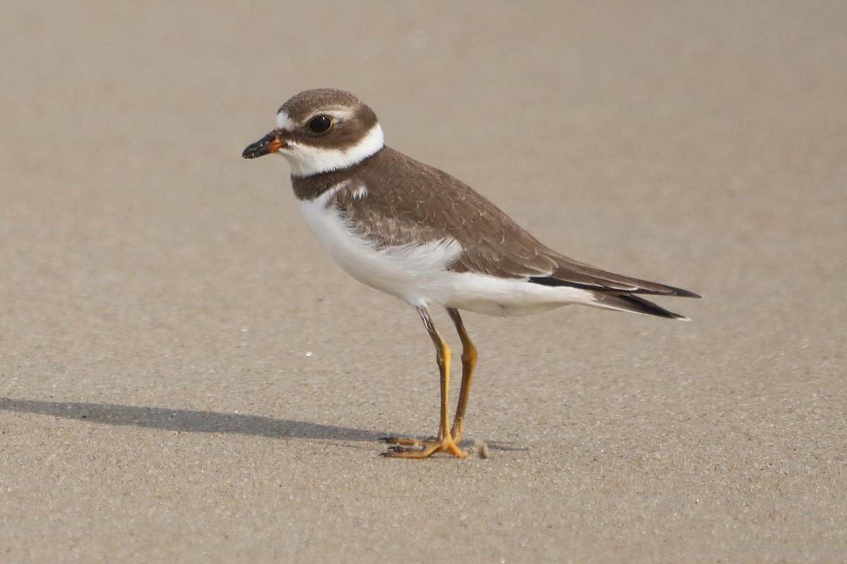 Semipalmated Plover - ML609104699