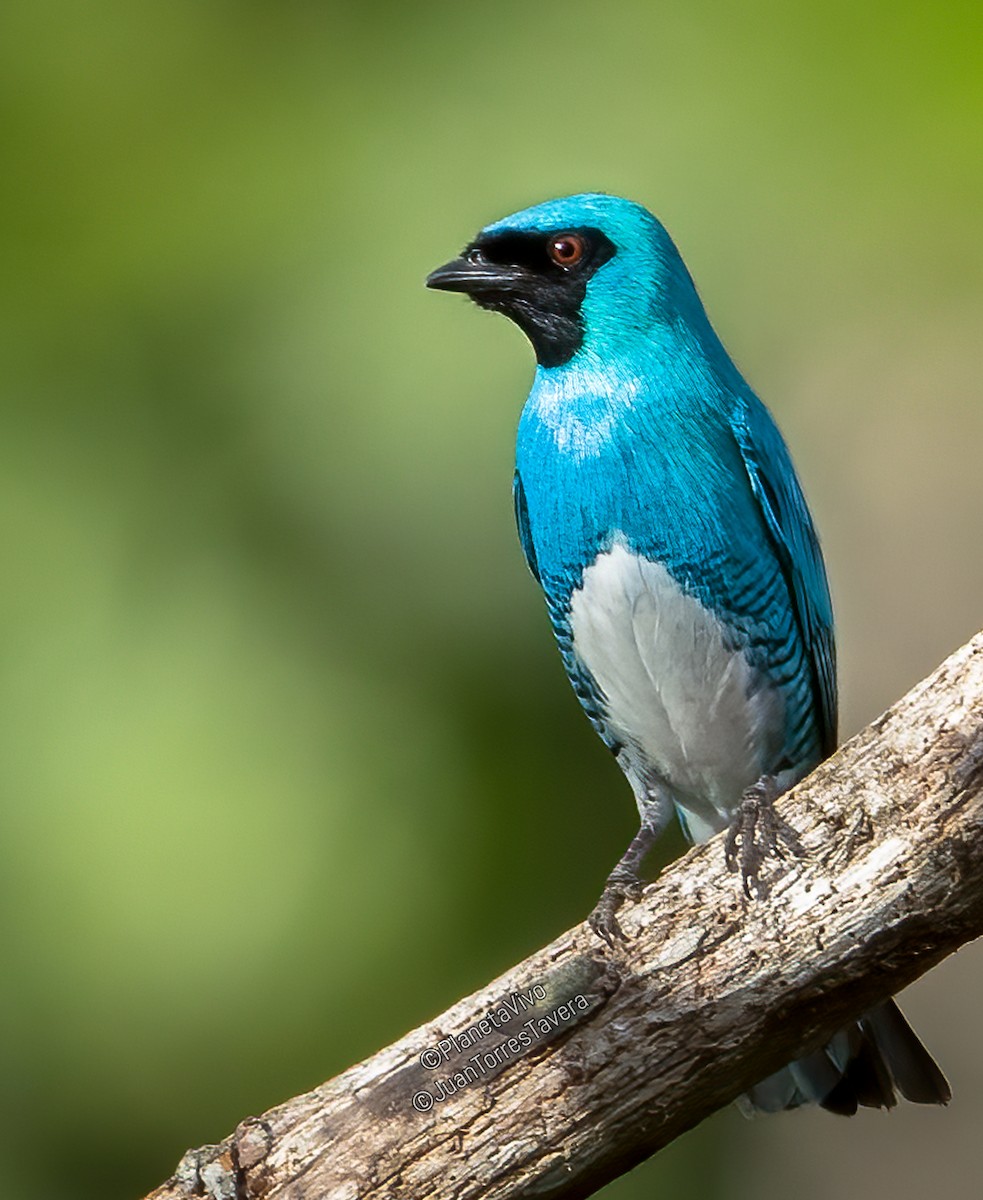 Swallow Tanager - ML609104844