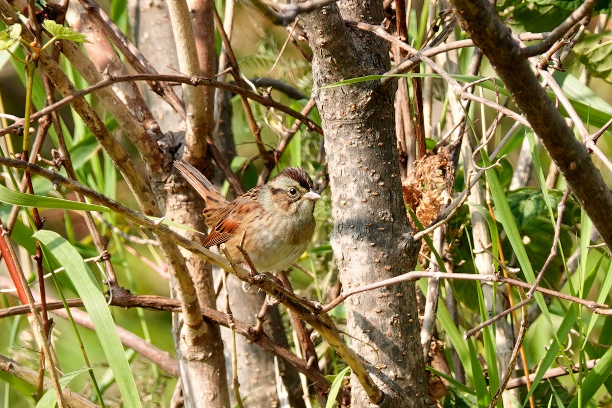 Swamp Sparrow - ML609105071