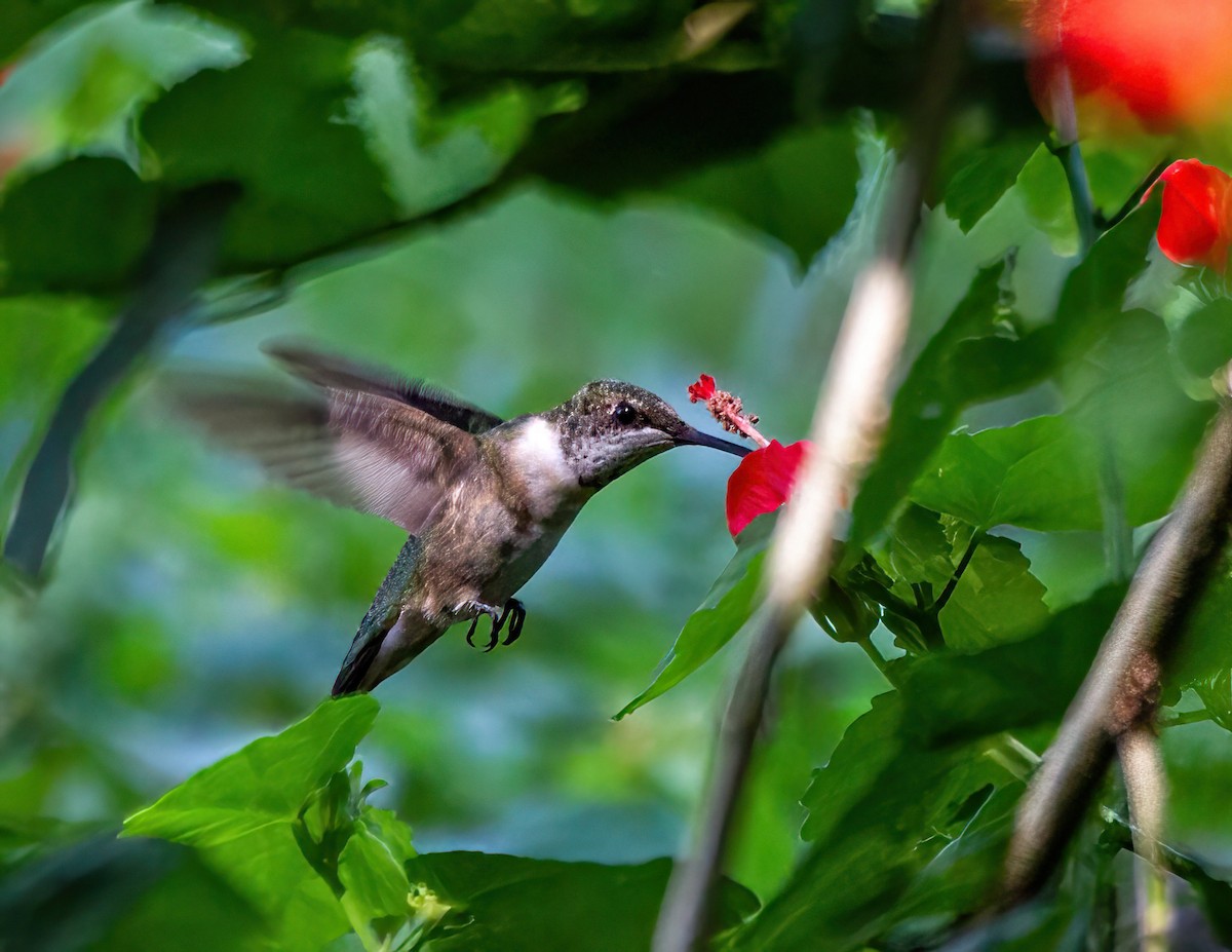 Ruby-throated Hummingbird - ML609105114