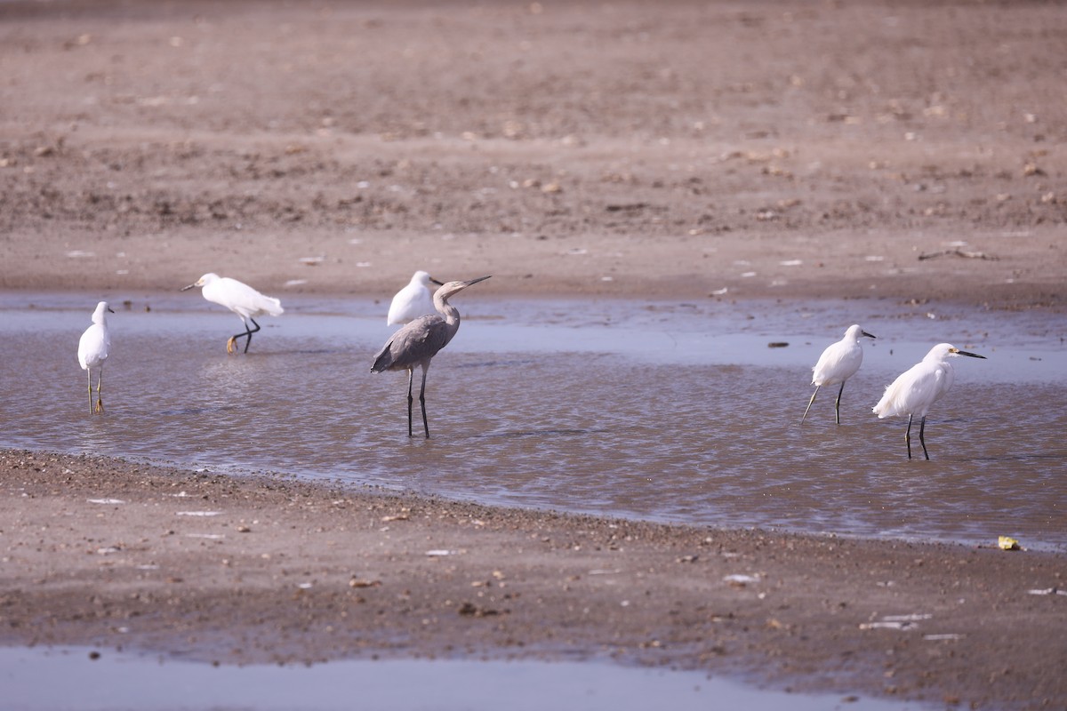 Reddish Egret - ML609105381