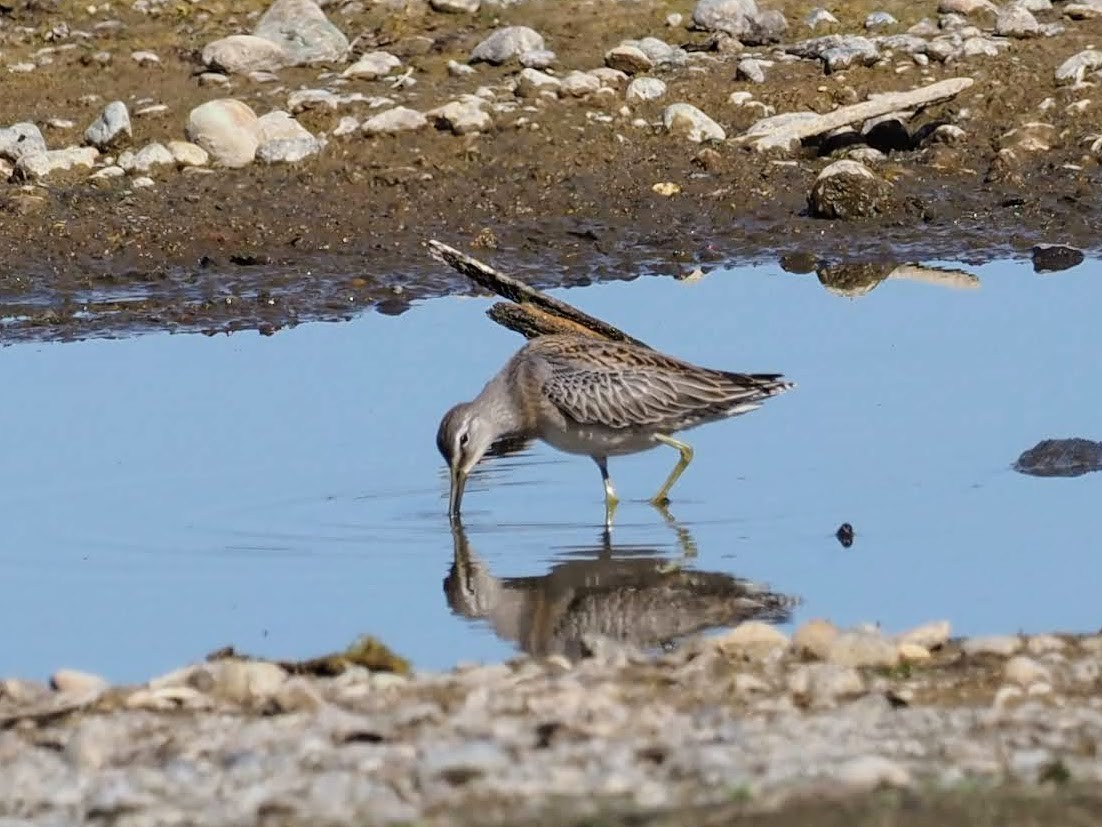 Long-billed Dowitcher - ML609105413