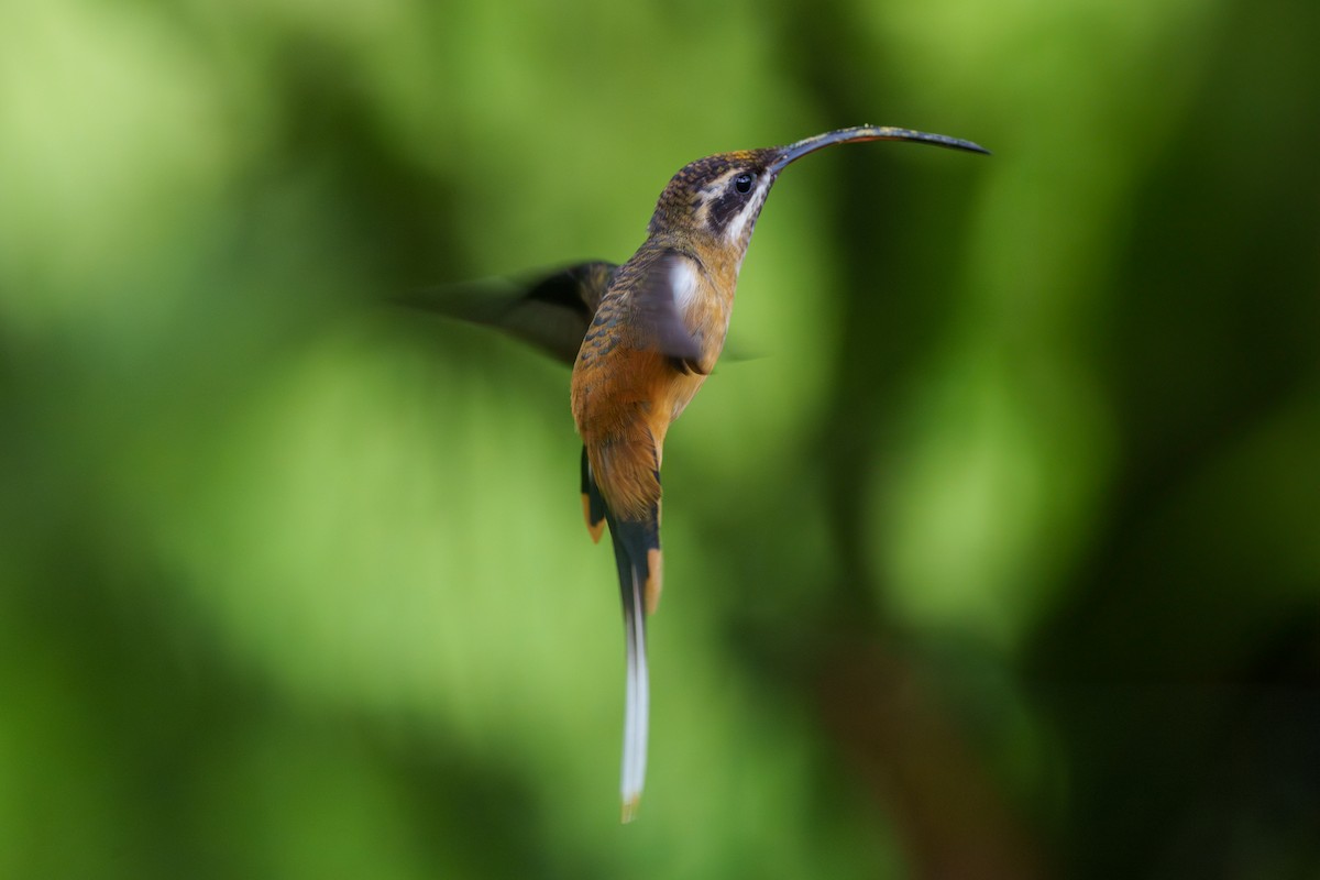 Ржавчатый колибри-отшельник - ML609105699