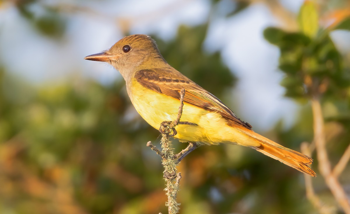 Great Crested Flycatcher - ML609105714