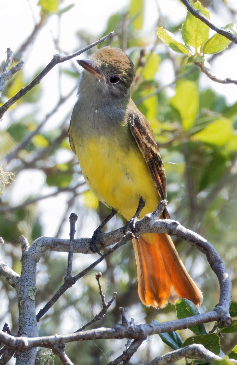 Great Crested Flycatcher - ML609105715
