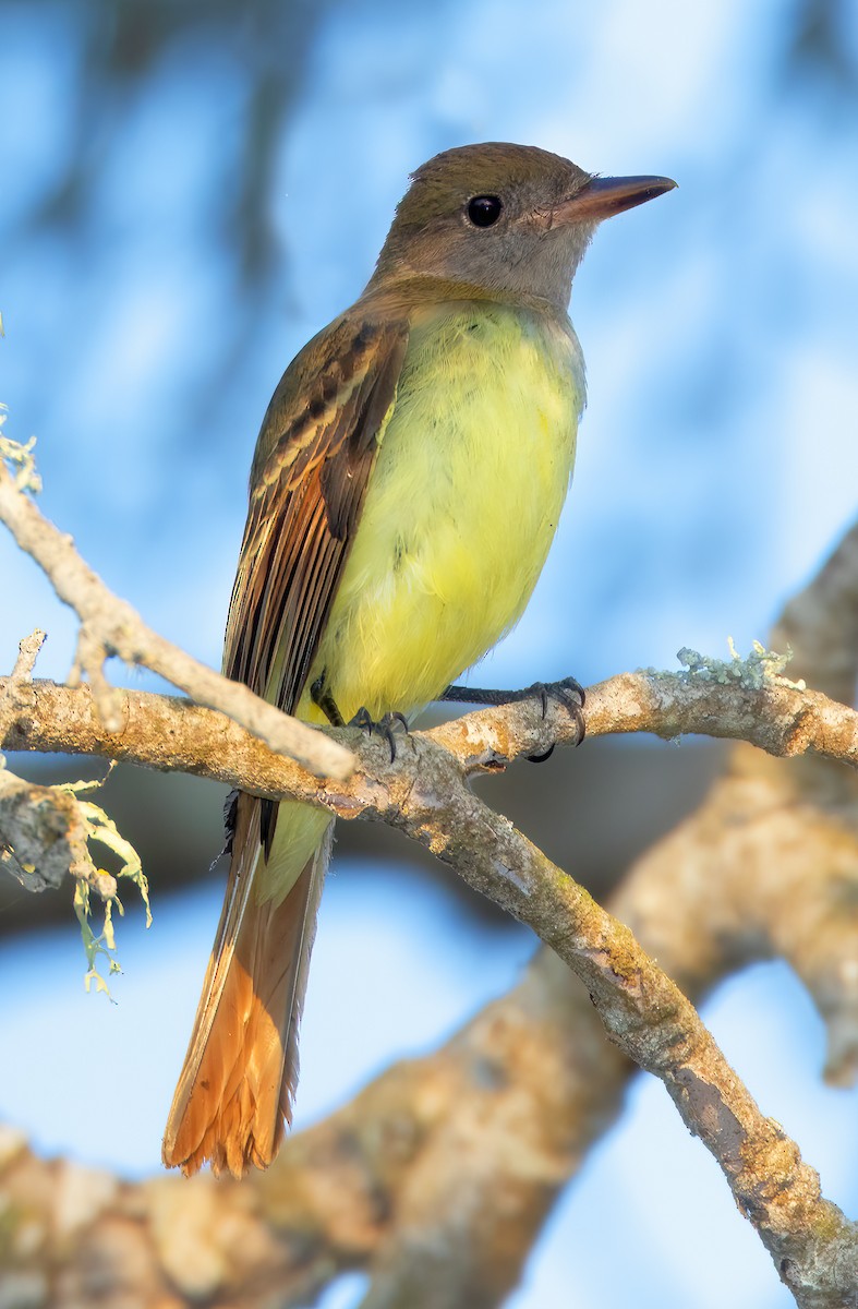 Great Crested Flycatcher - ML609105717