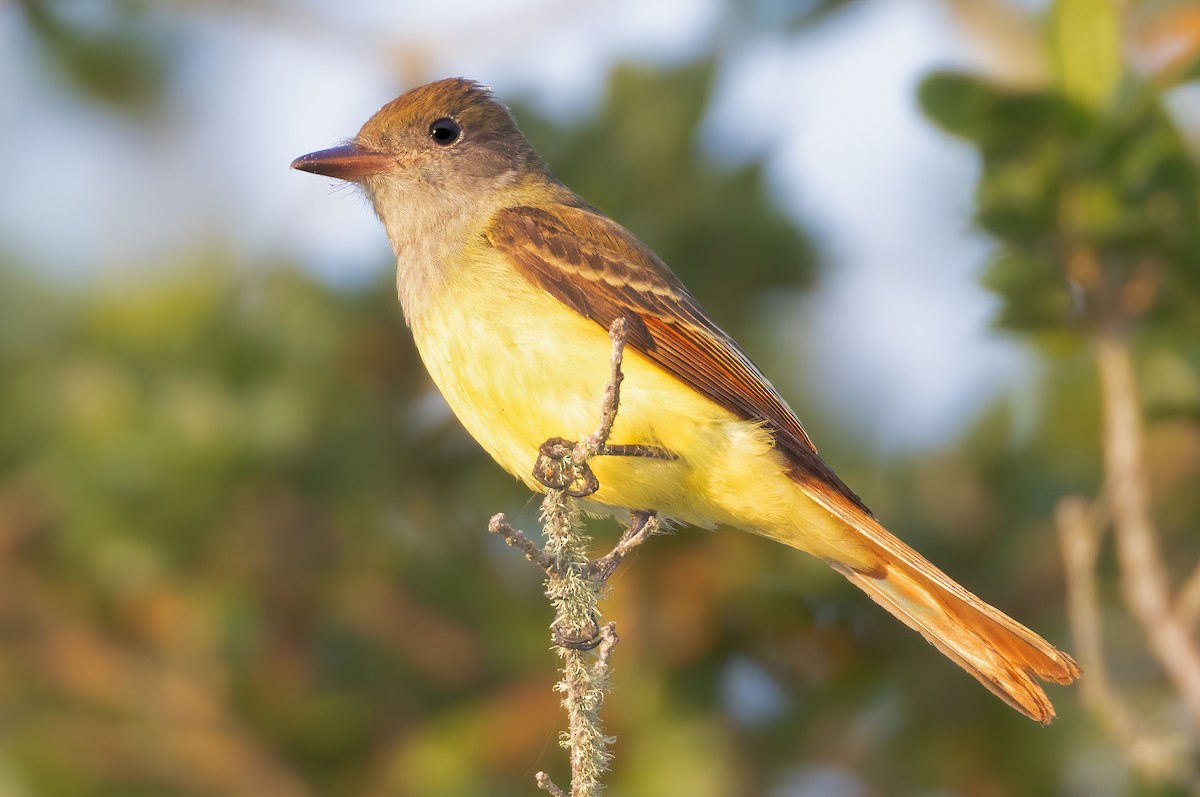 Great Crested Flycatcher - ML609105718