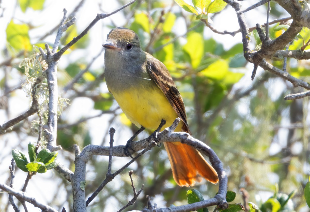 Great Crested Flycatcher - ML609105719