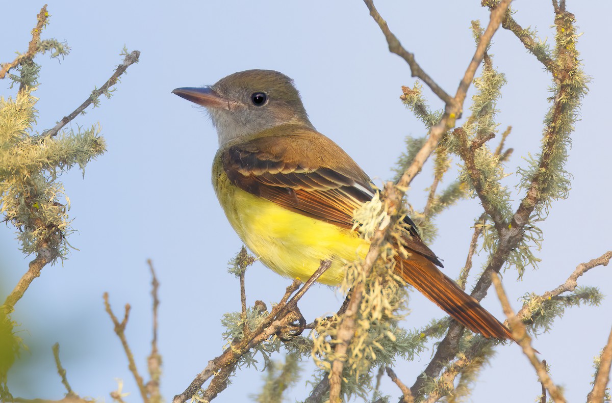 Great Crested Flycatcher - ML609105747