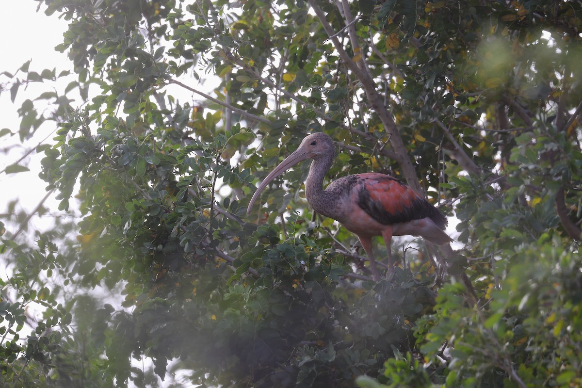 Scarlet Ibis - ML609106093