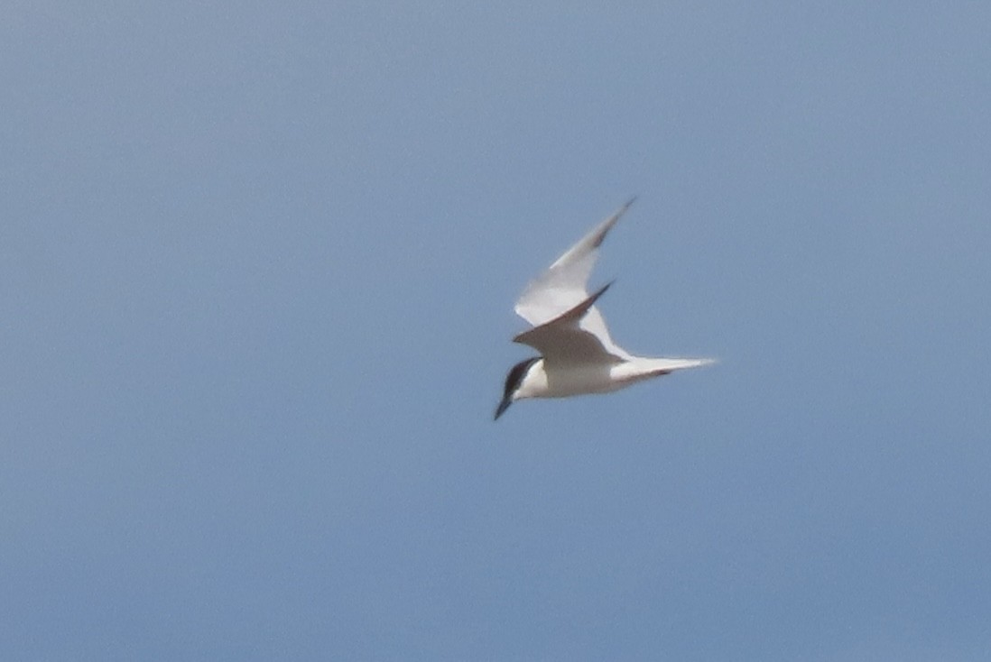 Gull-billed Tern - ML609106130